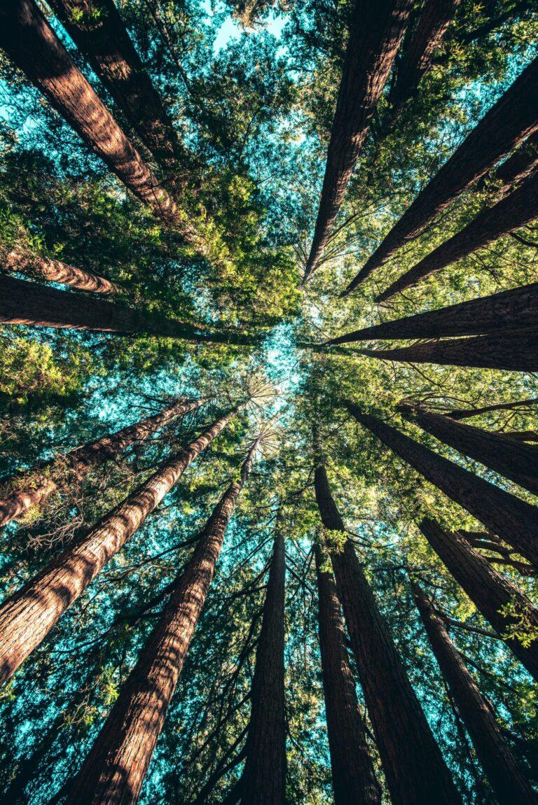 Sustainability for SMEs: Small Steps, Big Impact (and Better Business)