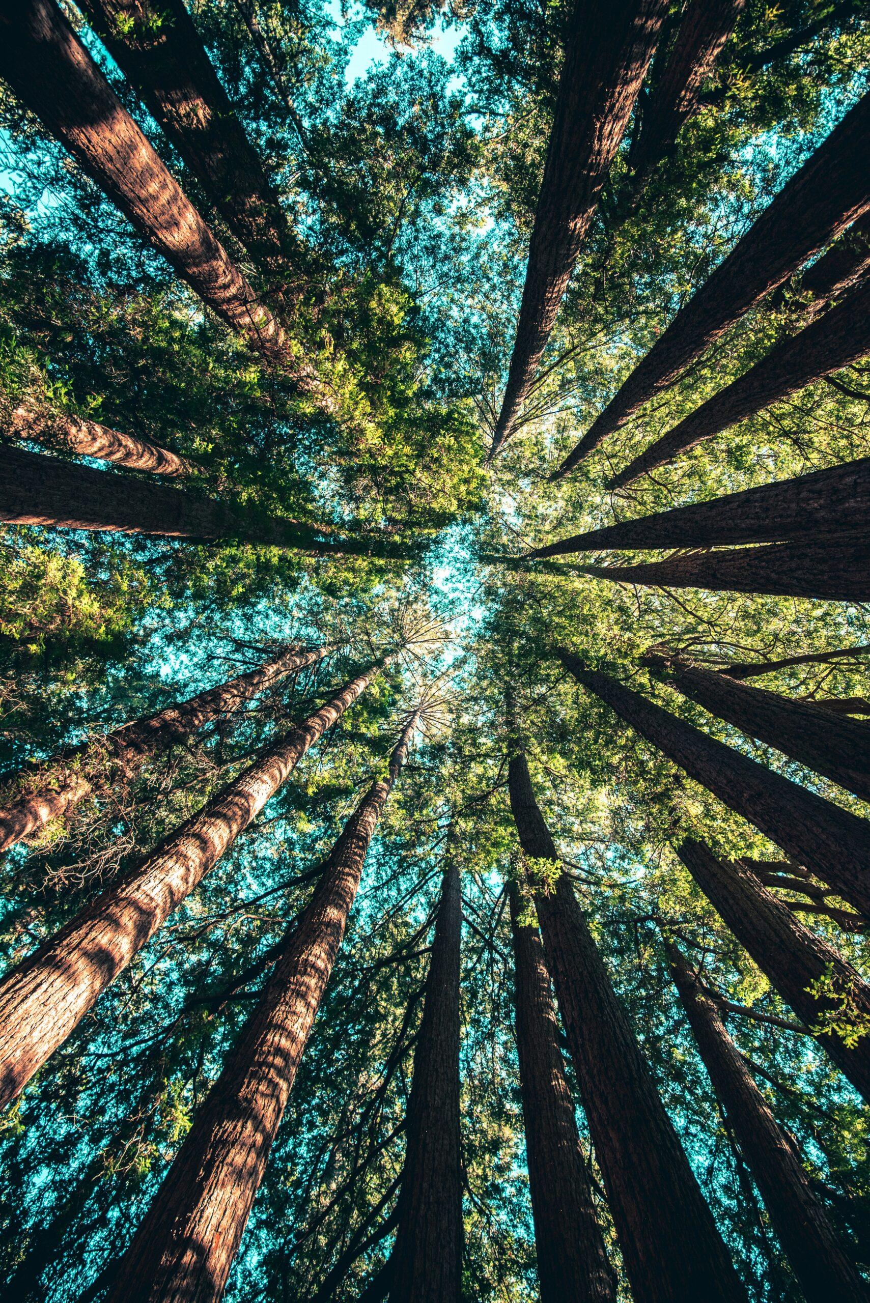 Sustainability for SMEs: Small Steps, Big Impact (and Better Business)
